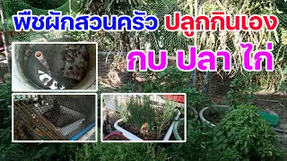 ปลูกผักกินเอง เลี้ยงปลา เลี้ยงกบ พาชมสวนหลังบ้านครัวบ้านแม่ เลี้ยงปลา เลี้ยงกบ ในบ่อซีเมนต์