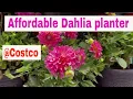 Affordable big Dahlia planters at Costco