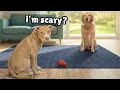 Golden Retriever Meets \