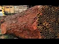 Download Lagu De sensatie van het zagen van een 10 meter lange rode boomstam. Kijk wat er gebeurt!