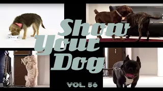 tich dohoda j a m j pes official video 2018 hd