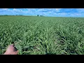 North Farm Crop Tour