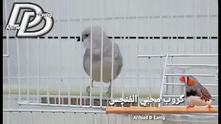 تغريد الدايموند فينش 