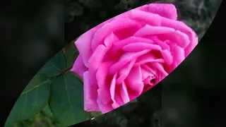 اللي بيني وبينك مات صار ماضي وذكريات 