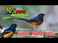 Suara murai batu MP3 tarik lawan langsung bunyi