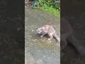 Download Lagu Tingkah lucu kucing wajahnya mirip burung hantu #ngakak #comedycat #comedy #burung #birds #owl