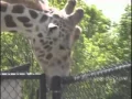 Giraffe Going To Town On A Pole With Sexy Music 1 Hour