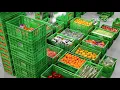 CIMCORP Order Picking System for Fresh Produce