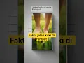 Download Lagu Fakta unik : Jalan kaki di rumput tanpa alas kaki 🌿