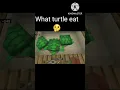 I feed turtle in minecraft