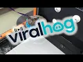 Video di Cat Unsure of Underwater Workout || ViralHog