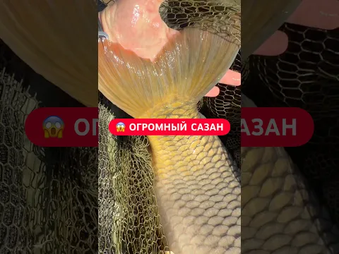 😱🤯Просто красавчик! #сазан #рыбалка #флэтметод #флэтфидер #рыбалканафлэт