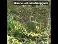 Download Lagu mikat cucak wilis/rengganis
