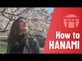 Download Lagu HOW TO HANAMI 花見 🌸 A Beginner's Guide to Japanese Cherry Blossom in Tenjin, Fukuoka