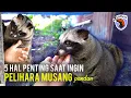 Download Lagu SIAPKAN 5 HAL INI SEBELUM KALIAN INGIN PELIHARA MUSANG ! #SAWAN