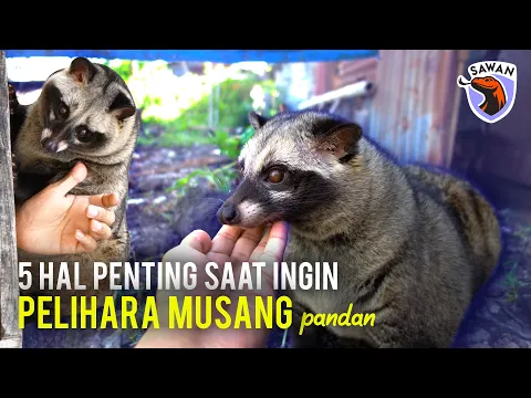 Download MP3 SIAPKAN 5 HAL INI SEBELUM KALIAN INGIN PELIHARA MUSANG ! #SAWAN