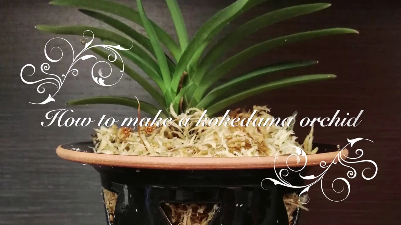 Σ ΝΑ ΜΕΤΑΦΥΤΕΎΣΕΤΕ ΜΙΑ ΟΡΧΙΔΈΑ ΣΕ ΣΦΆΓΝΟ HOW TO MAKE A KOKEDAMA ORCHID