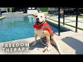 Download Lagu Shelter Dog Gets A Pool Day After Waiting 1095+ Days For A Home | The Dodo