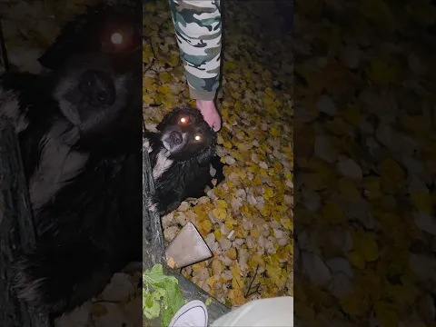Rescuing a dog from a fountain – it fell into the cold water, helpless.
