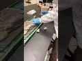 Mink Muscle Dissection Part 1