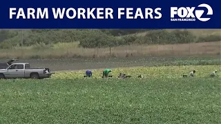 Fear from ongoing ICE raids impacting coastal farming communities KTVU