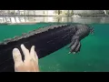 Why is Casper the alligator you swim with