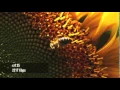 ffmpeg H264 crf 0 to 51 on raw frame 15 5sec