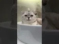 Download Lagu I won't joke with Sonya anymore🥲 #cat #cats