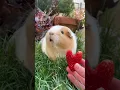 Download Lagu Guinea pig says ,,I love you“