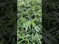 First update of round 2 of Bruce banner and Strawberry Kush