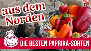 Paprika anbauen im Norden: Diese Sorten werden bei uns reif | Ki-frei