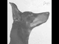 Dogs - Hitsujibungaku