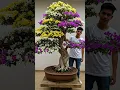 Big bonsai #bonsai #bonsaitree #bonsaitanaman #bonsaiindonesia #bonsaibougenville #bungakertas