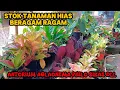 Download Lagu STOK TANAMAN HIAS BERAGAM RAGAM‼️ANTHORIUM AGLAONEMA PHILO SIKAS DLL 