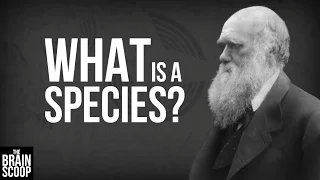 Download What is a species MP3