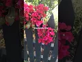 Download Lagu 🌸Australian Native Trees! / Blossom BOUGAINVILLEA Tree. / ADL, / S.A.🌸#tree #flowers #garden