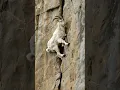 Download Lagu Climbing Master: The Fearless Mountain Goat
