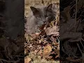 Download Lagu Roger the cat thinks he’s a dog! Playing in leaf pile!  #crazycat #leafpile