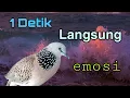 Download Lagu tekukur super gacor suara betina 1 detik jantan langsung emosi