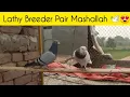 Download Lagu Lathy Breeder Pair 😍 | #kabootar #pigeon