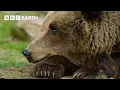 The World of Bears - Giants of the Wild BBC Earth