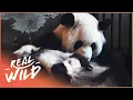 The Land Of The Pandas Panda Documentary Real Wild