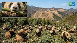 China Released 5 000 Pandas Into Empty Mountains to See What Happens to the Bamboo Forests