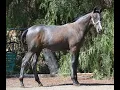 Neptune-2022 Spanish Andalusian Colt