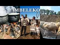 Download Lagu Eastern Cape Vlog | Travel to Tsomo with me for Imbeleko yam