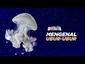 Download Lagu Mengenal Ubur-ubur | Beberapa fakta mengenai ubur-ubur