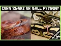 Who s the Best Pet Reptile Corn Snake or Ball Python