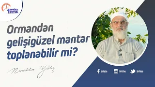 Ormandan gelişigüzel mantar toplanabilir mi?