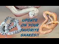 Update On Your FAVORITE SNAKES UK Import Reddest Snake Ever Produced New Morph