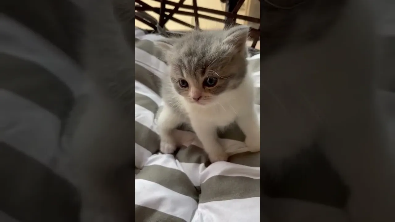 動画
